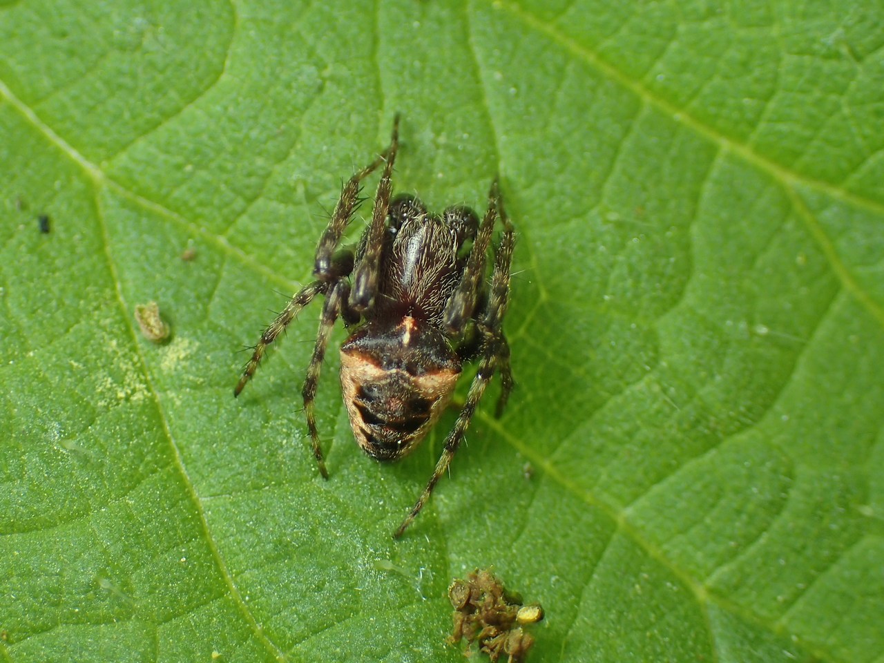 Gibbaranea bituberculata Gibbaranea bituberculata
